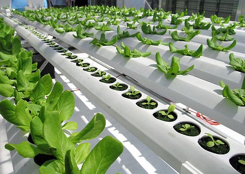 hydroponic-growing-conditions