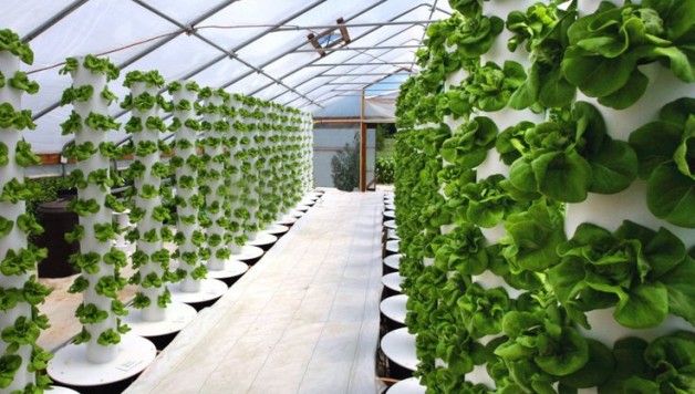 aeroponics-technology-soilless-gardening
