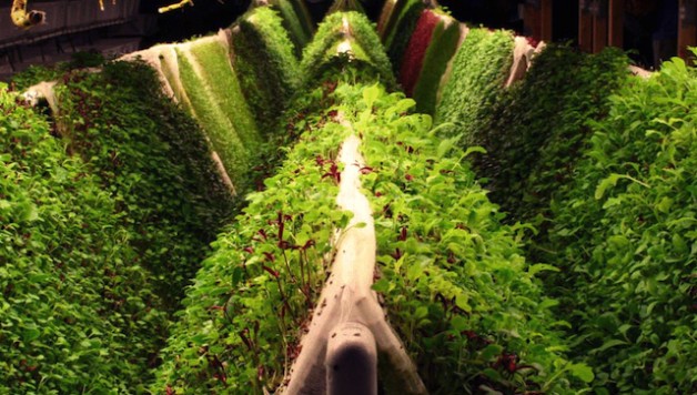 aeroponic-growing-food-production-farm