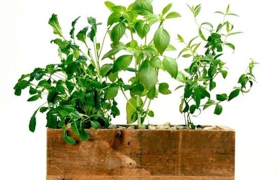 modern-sprout-planter-urban-gardening