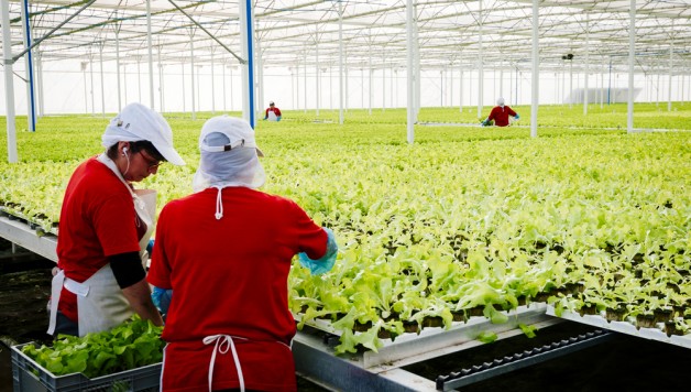 Hydroponic Farmers Maintain a Large Commercial Greenhouse