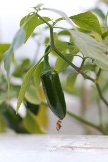 Aquaponics-farm-organic-pepper