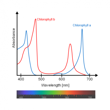 Chlorophyll-a-and-b