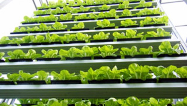 Sky-Greens-Singapore-Commercial-Vertical-Farm