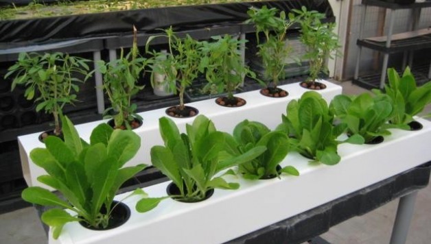 ebb-and-flow-hydroponic-gardening-system