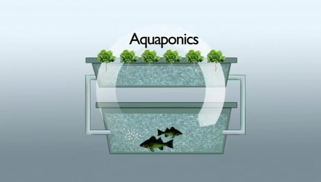 an introduction to aquaponics powerhouse hydroponics