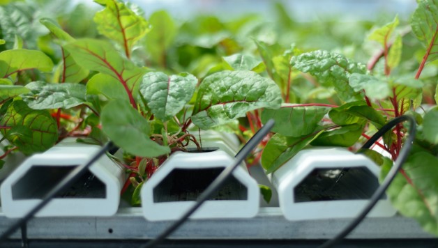 sky-vegetable-farm-hydroponic-nutrient-film-technique