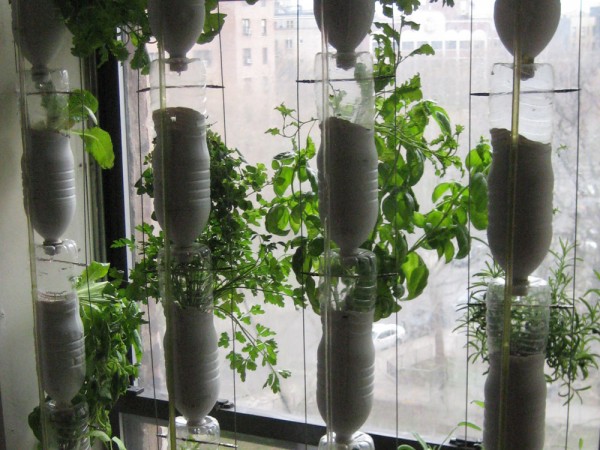 Window farming - growing your own herb garden in your window space. Image via windowfarms.com.