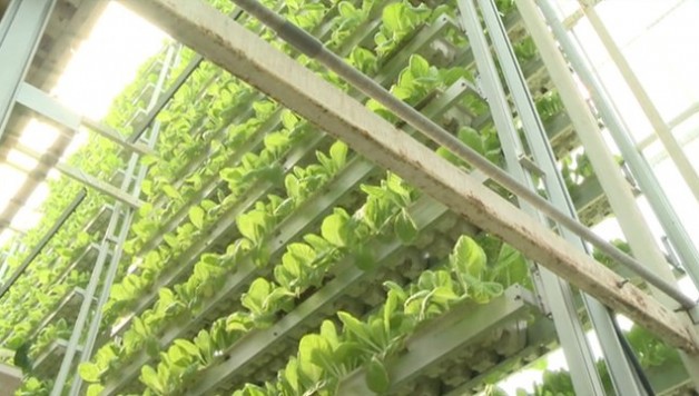 Aquaponics farming of the future Global Aquaponics Hydroponics Systems Market 2021 Growth Opportunities, Market Shares, Future Estimations and Key Countries by 2027