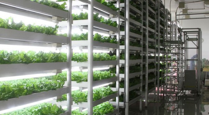 vertical-farming-plant-factory-market