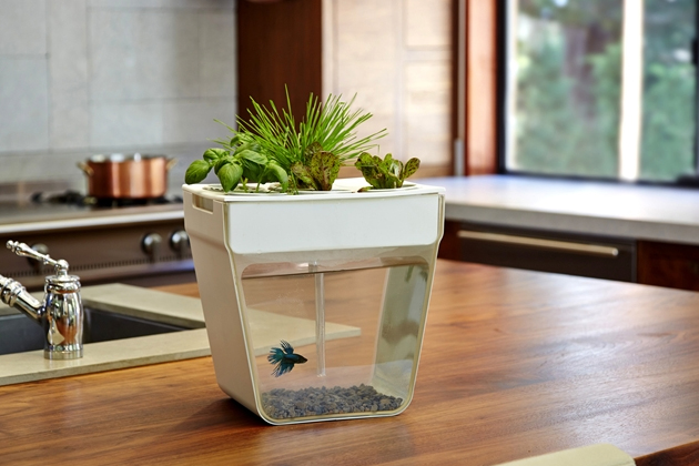 how to make your own little home aquaponics set up — desima