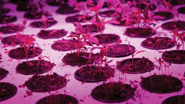 led-lighting-technology-healthy-plant-growth