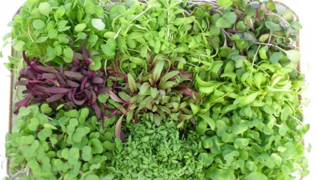 Micro-greens-health-benefits