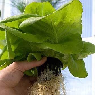 aeroponics-soilless-growing-technology