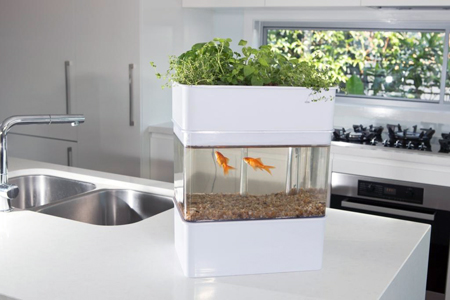 mô hình aquaponics mini - cách làm bể cá bằng chai nhựa và