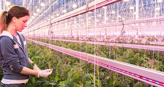 Greenhouse Grow Lights