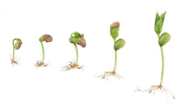 germinate-hydroponic-seedlings