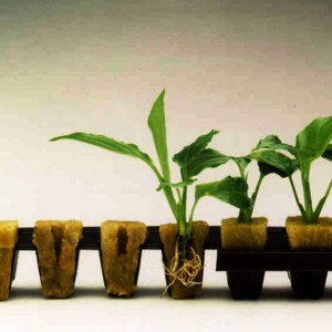 grodan-rockwool-cubes-germinate-hydroponic-seedlings