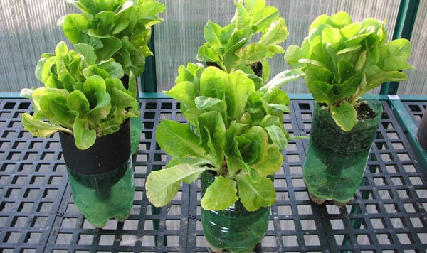 wick-system-lettuce-hydroponic-gardens