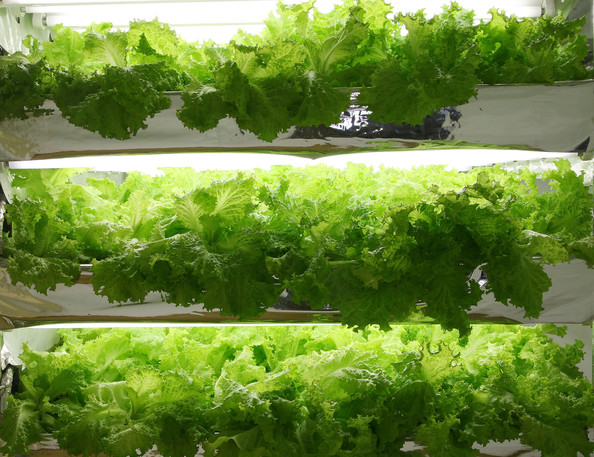 hydroponic-solutions-plant-factories-food-security