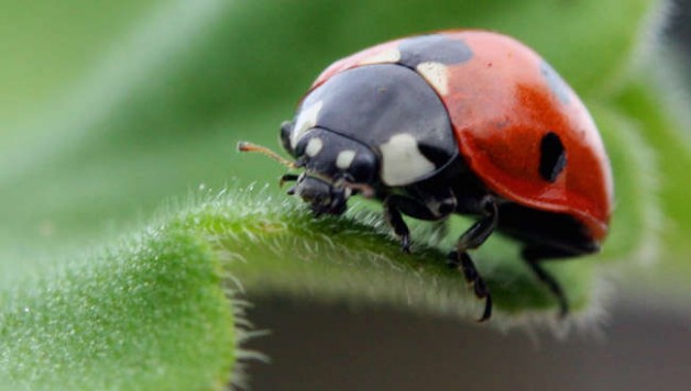 ladybug-prevent-pests-in-your-indoor-garden