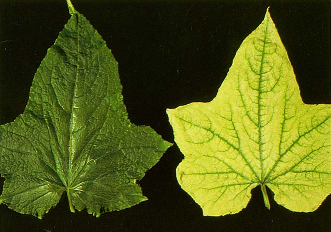 Image result for nitrogen deficiency in plants