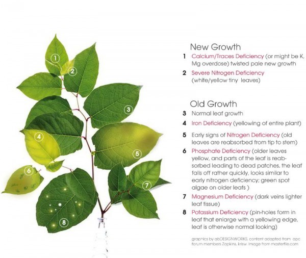 Plant Nutrient Deficiency Chart