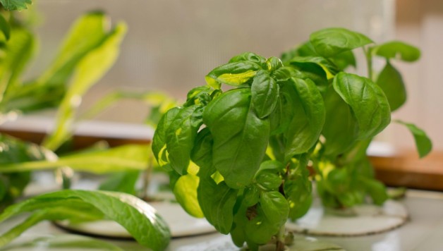 winter-indoor-gardening-hydroponic-peppers