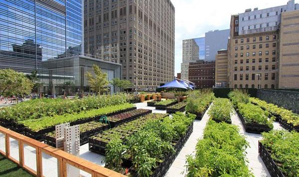 soilless farming in the sky