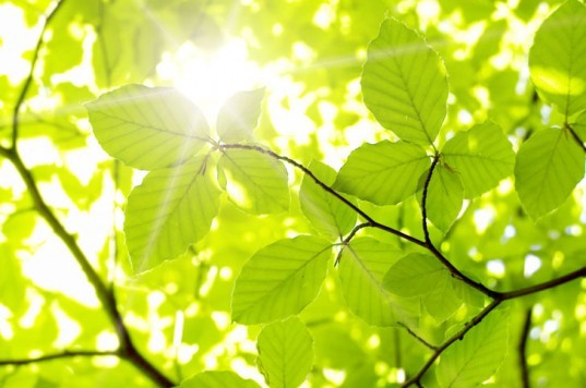 supplement-sun-indoor-gardening-lighting