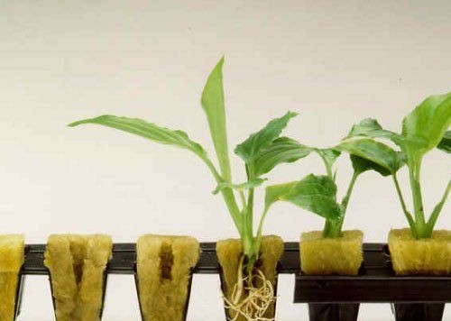 how-to-use-rockwool-hydroponic-gardening