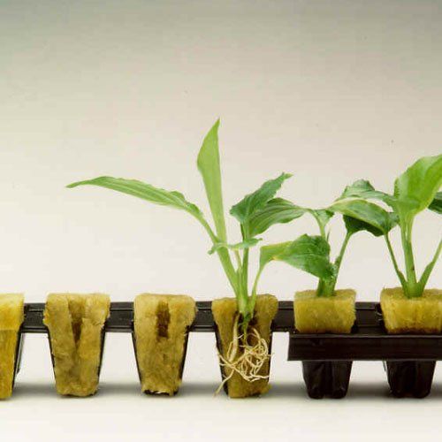 How to Use Rockwool in Hydroponics  