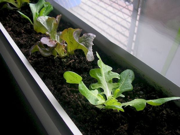 winter-gardening-tips-windowsill-planter