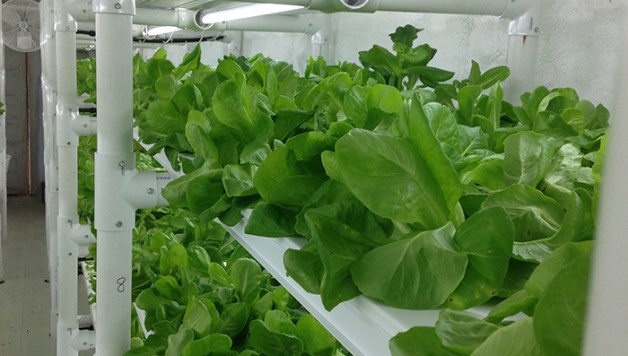 Fresh_Approach_growing-food-PowerHouseHydroponics
