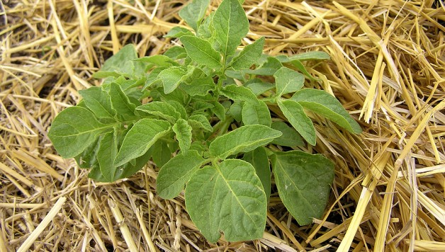 Strawbale Growing